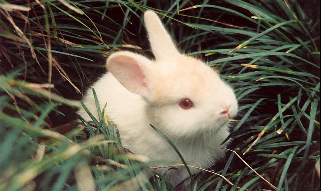 Finding the Bunny: How to Make a Personal Connection to Your Writing